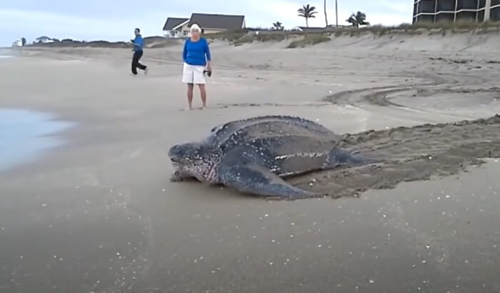 The World's Largest Sea Turtle Emerges from the Water