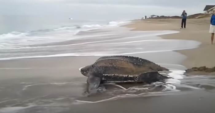 The World's Largest Sea Turtle Emerges from the Water