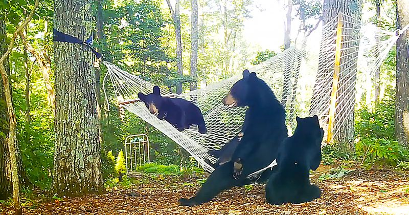 A woman sets up a hammock for baby bears & their playful Mama