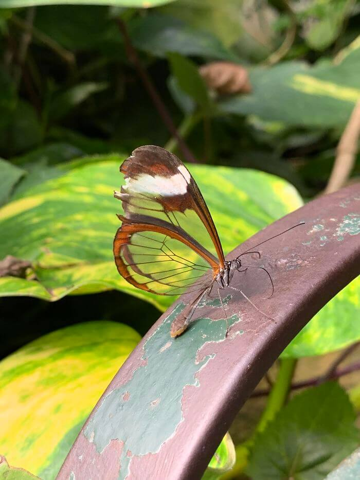 A Little Butterfly with Transparent Wings