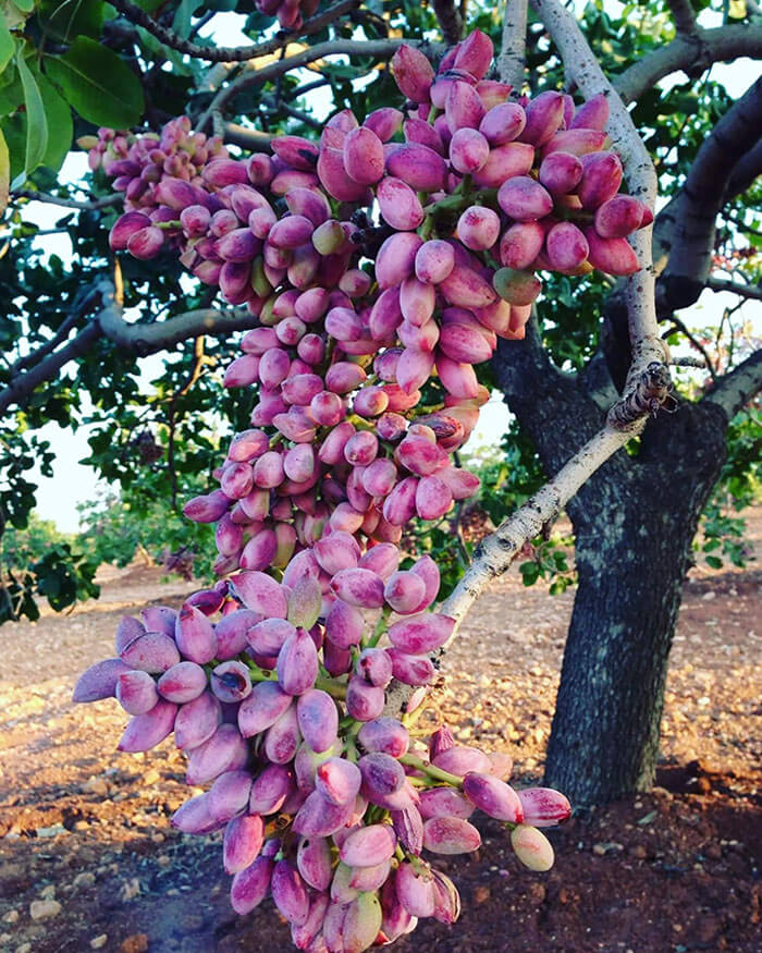 This Is a Pistachio Plant. Those Look Like a Beautiful Bunch of Roses or Tulips