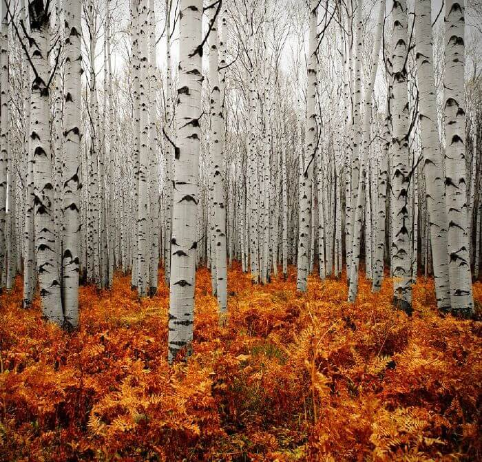 The Forests of Aspen, Colorado. The Contrast Is Impressive