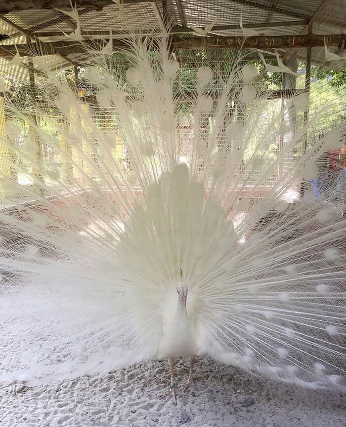 Surreal Beauty of An Albino Peacock