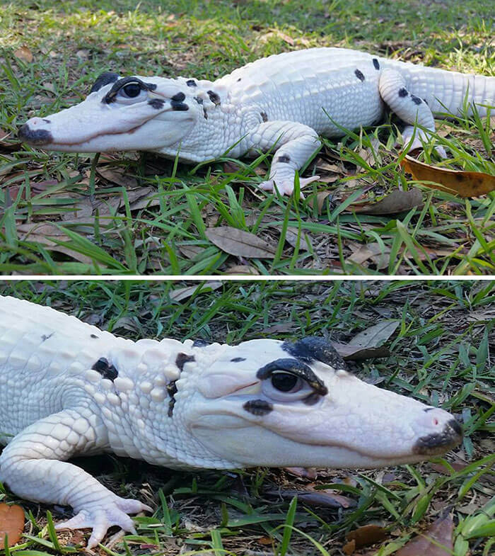 This Is Snowball, An Extremely Rare Leucitic Alligator
