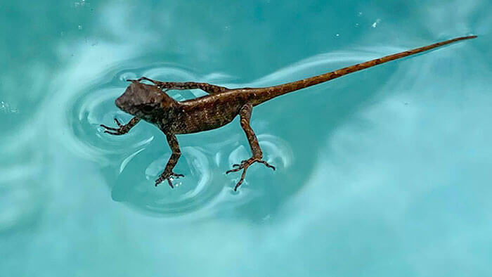 This Little Lizard Is Literally Standing on The Water in My Pool