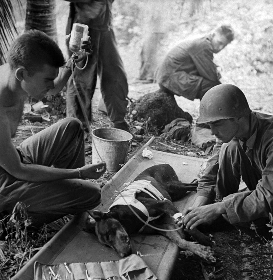 Wounded Combat Dog, During Action On The Orote Peninsula In 1944
