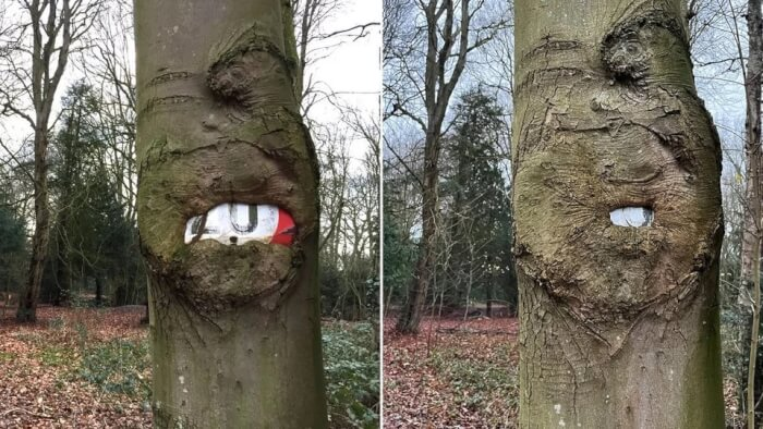 20 Creepy Trees Devouring Random Objects