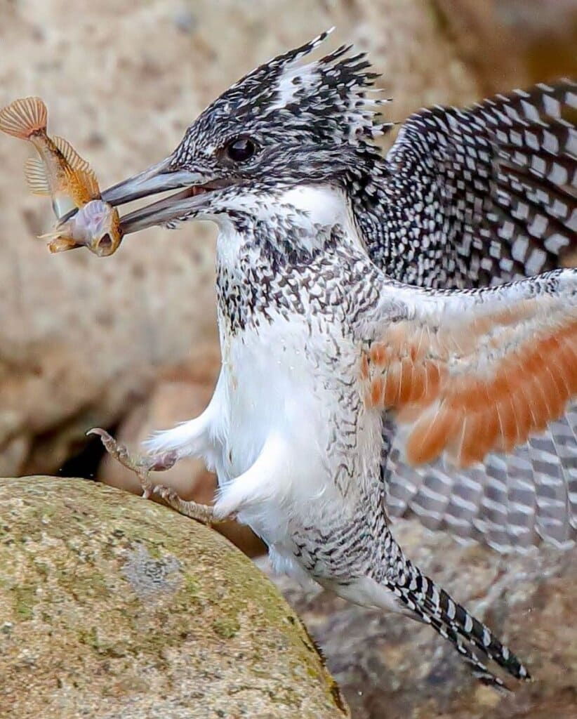 The Crested Kingfisher Is a Worthy Target Because Of Its Beautiful White Plumage and Shaggy Mohawk