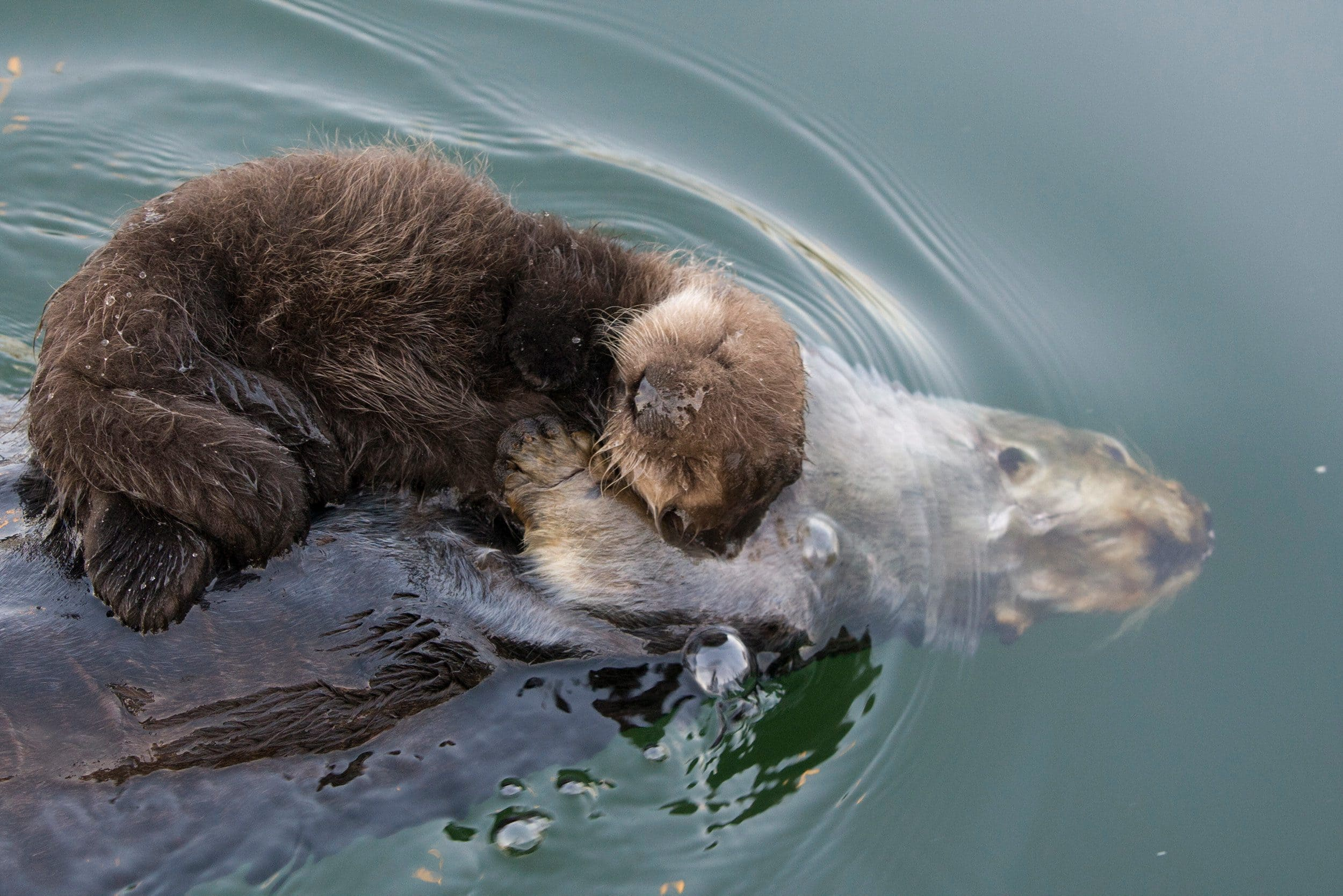 Amazing Photos of Mother Otter letting her baby ride on her belly while swimming