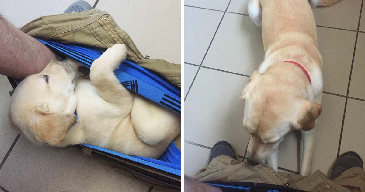 This Dog's Growth Chart: Unbelievably Funny!
